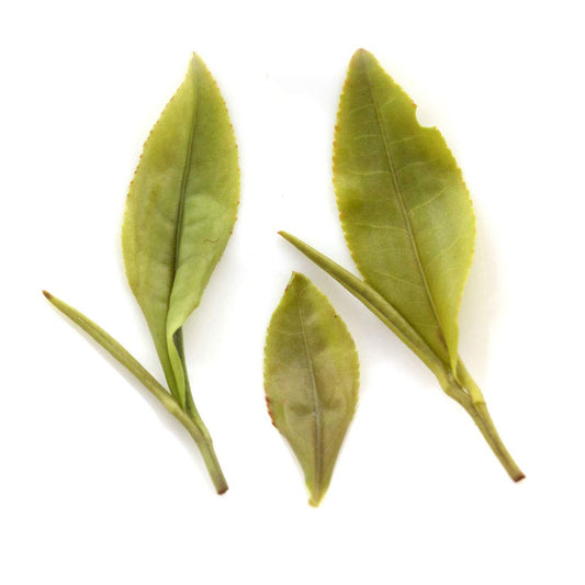 Teabetea whole leaf green tea leaves after brewing