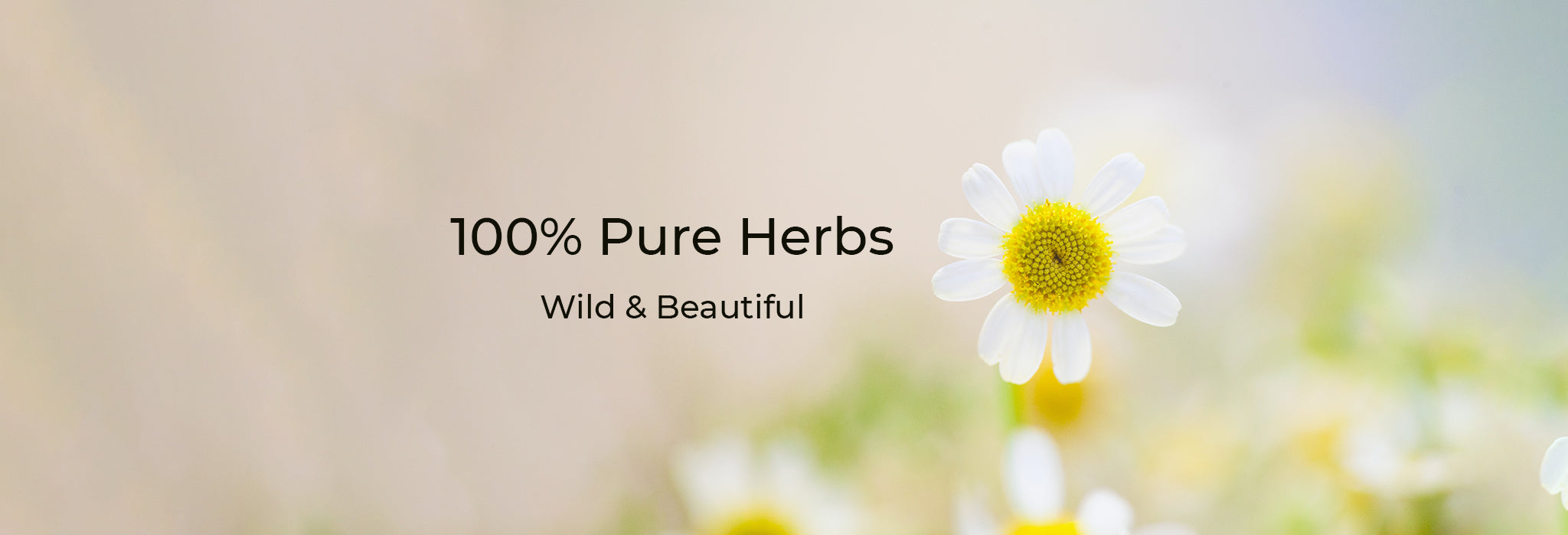 teabetea herbs, pure herbs