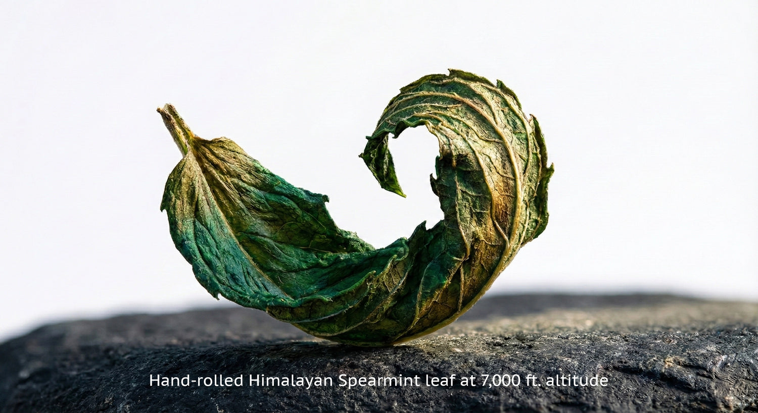 Close-up of a whole dried Himalayan spearmint leaf showing natural texture and purity - Teabetea.